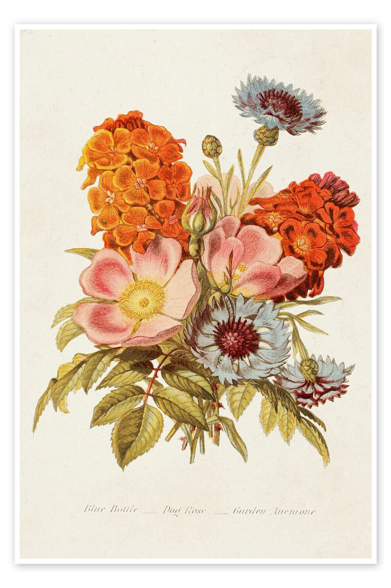 Vintage Floral Prints