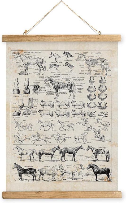 XIAOAIKA Antique-Style Equine Anatomy Chart - Vintage Horse Illustrations Wall Art with Wooden Scroll Frame - Equestrian-Themed Home Decor, Ideal for Horse Lovers and Educators 20 x 30 Inches