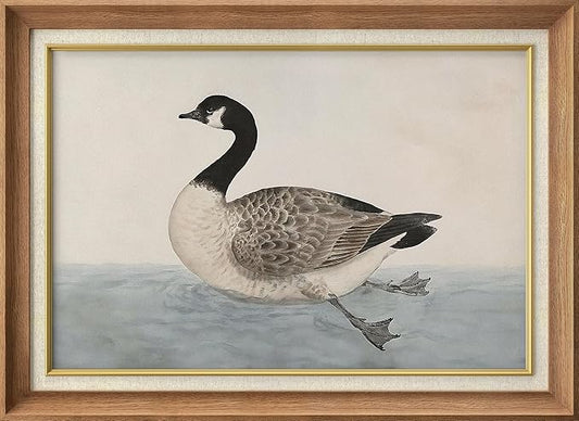 SIGNFORD Premium Framed Wall Art Black Goose Bird Swimming in Water Nature Wilderness Illustrations Fine Art Farmhouse/Country Decorative Rustic Vintage Antique Classic for Bedroom - 26"x36" Natural