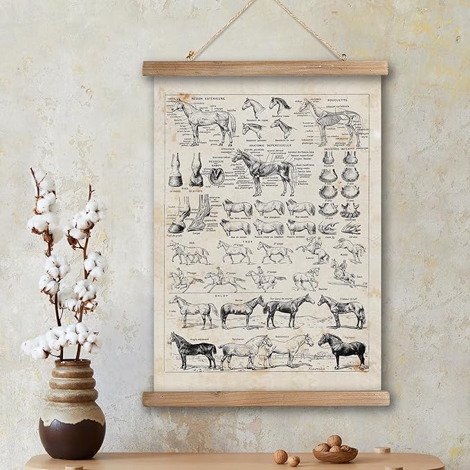 XIAOAIKA Antique-Style Equine Anatomy Chart - Vintage Horse Illustrations Wall Art with Wooden Scroll Frame - Equestrian-Themed Home Decor, Ideal for Horse Lovers and Educators 20 x 30 Inches